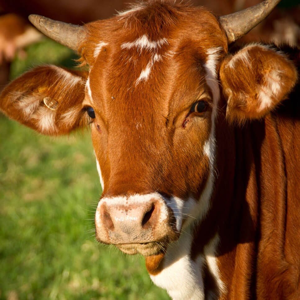 Pedigree Cattle blog-post-image-1
