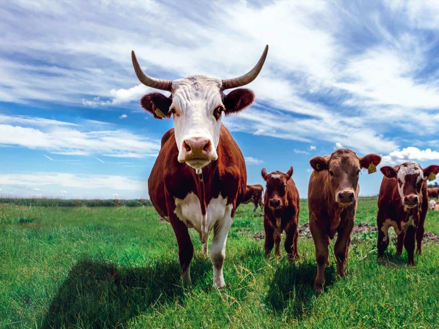 Avada Country Butcher Logo