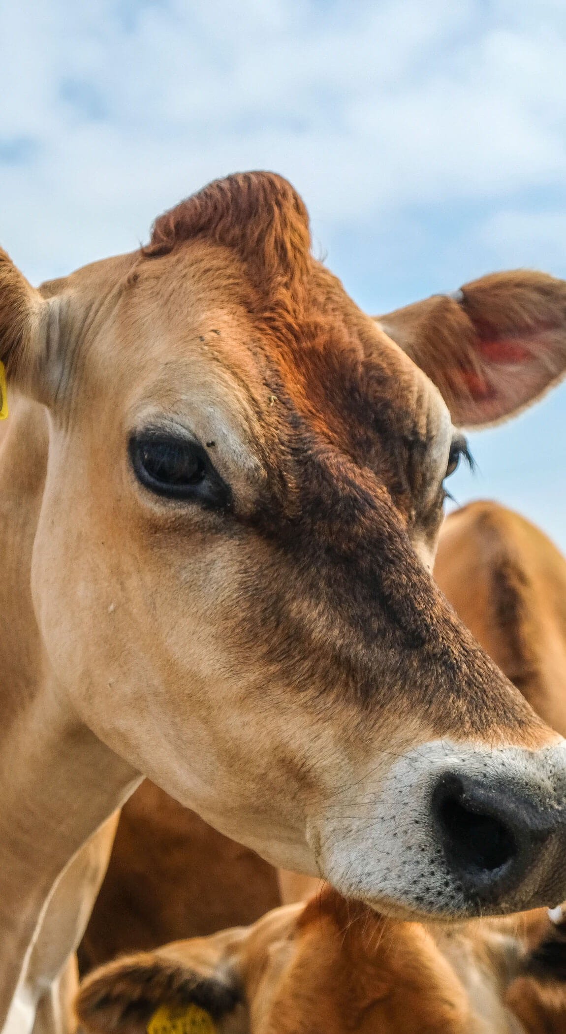 Cattle farm-cattle